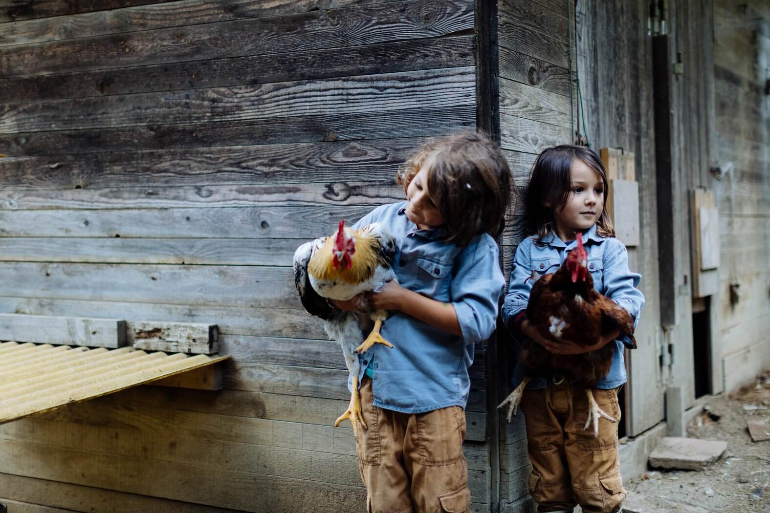 Stock photo of Two kids holding chickens on an organic farm