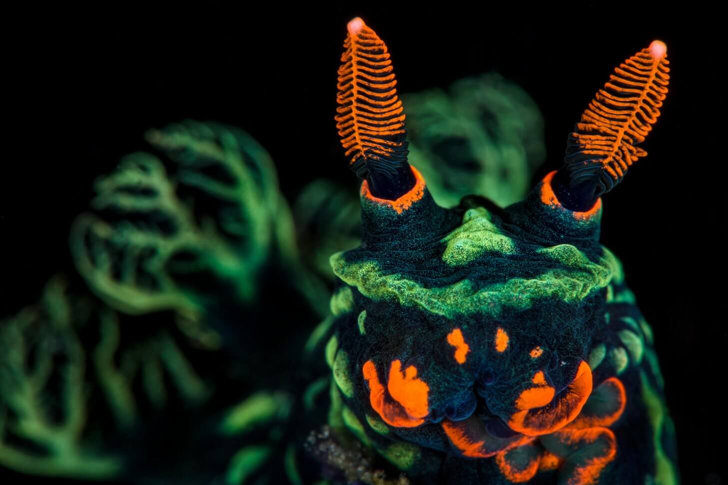 High magnification stock photo of Nudibranch (Nembrotha kubaryana), showing orange mouth parts and sensory rhinophores, and green gills (out of focus) Bitung, North Sulawesi, Indonesia. Lembeh Strait, Molucca Sea. Finalist, Wildlife Photographer of the Year (WP